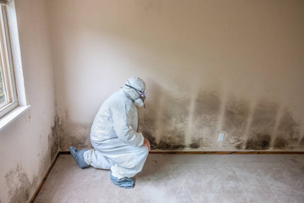 Lucas Valley Marinwood, CA Mold Remediation Company